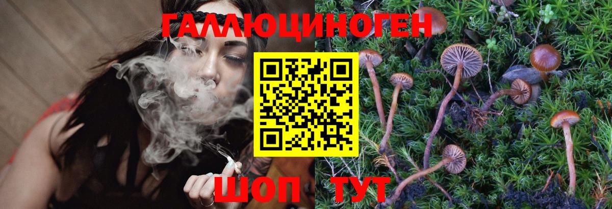 Галлюциногенные грибы Psilocybe Кимры